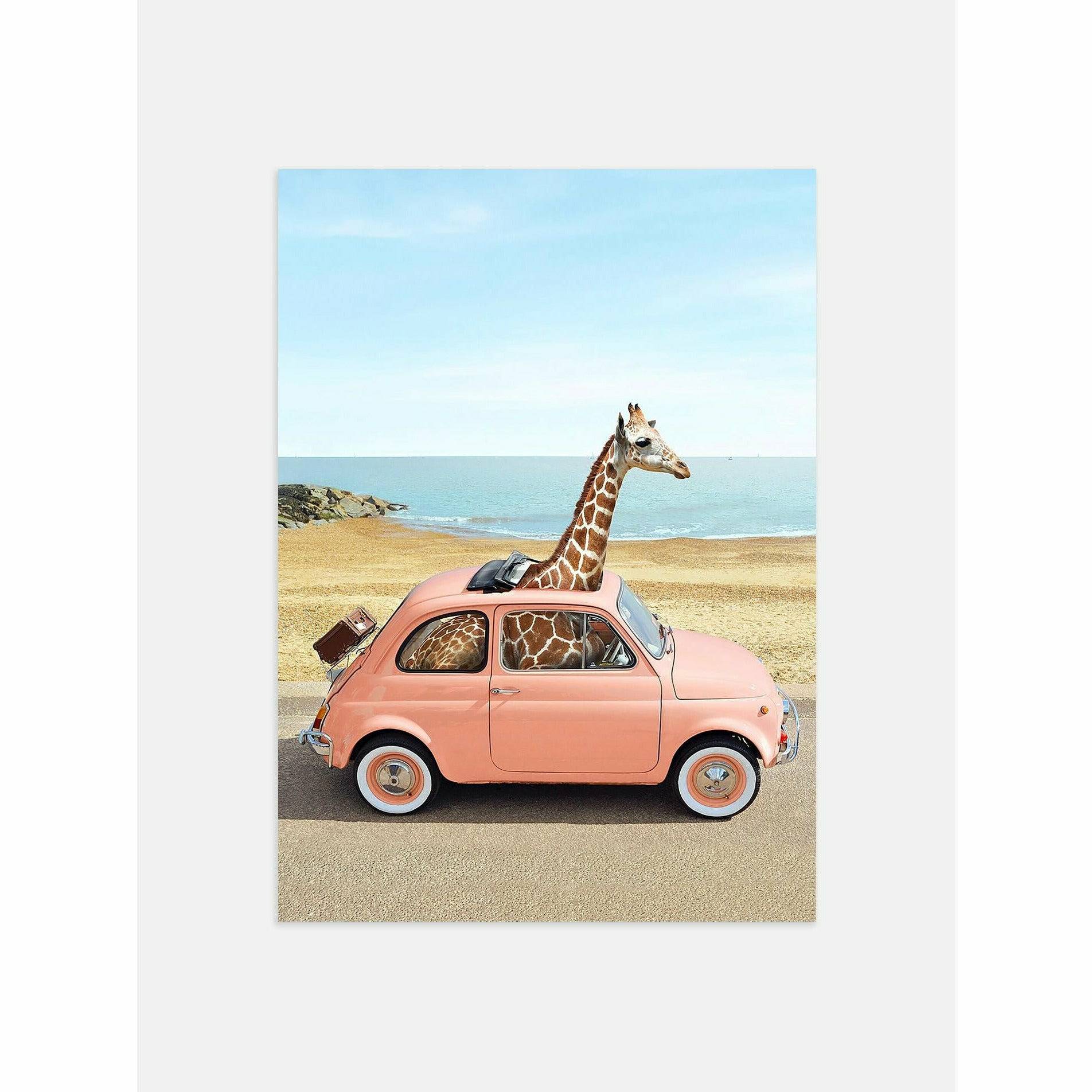 Giraffe in a car