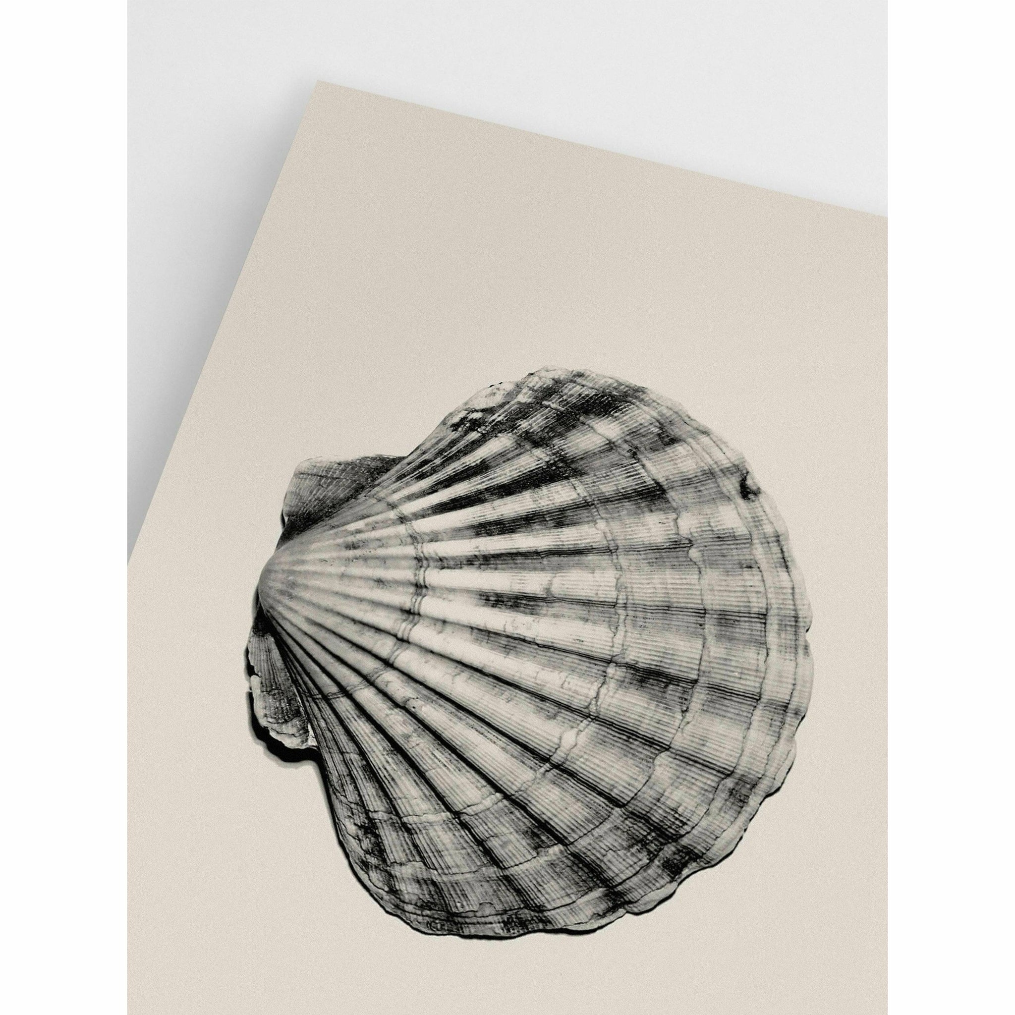 Beige Shell Wall Art