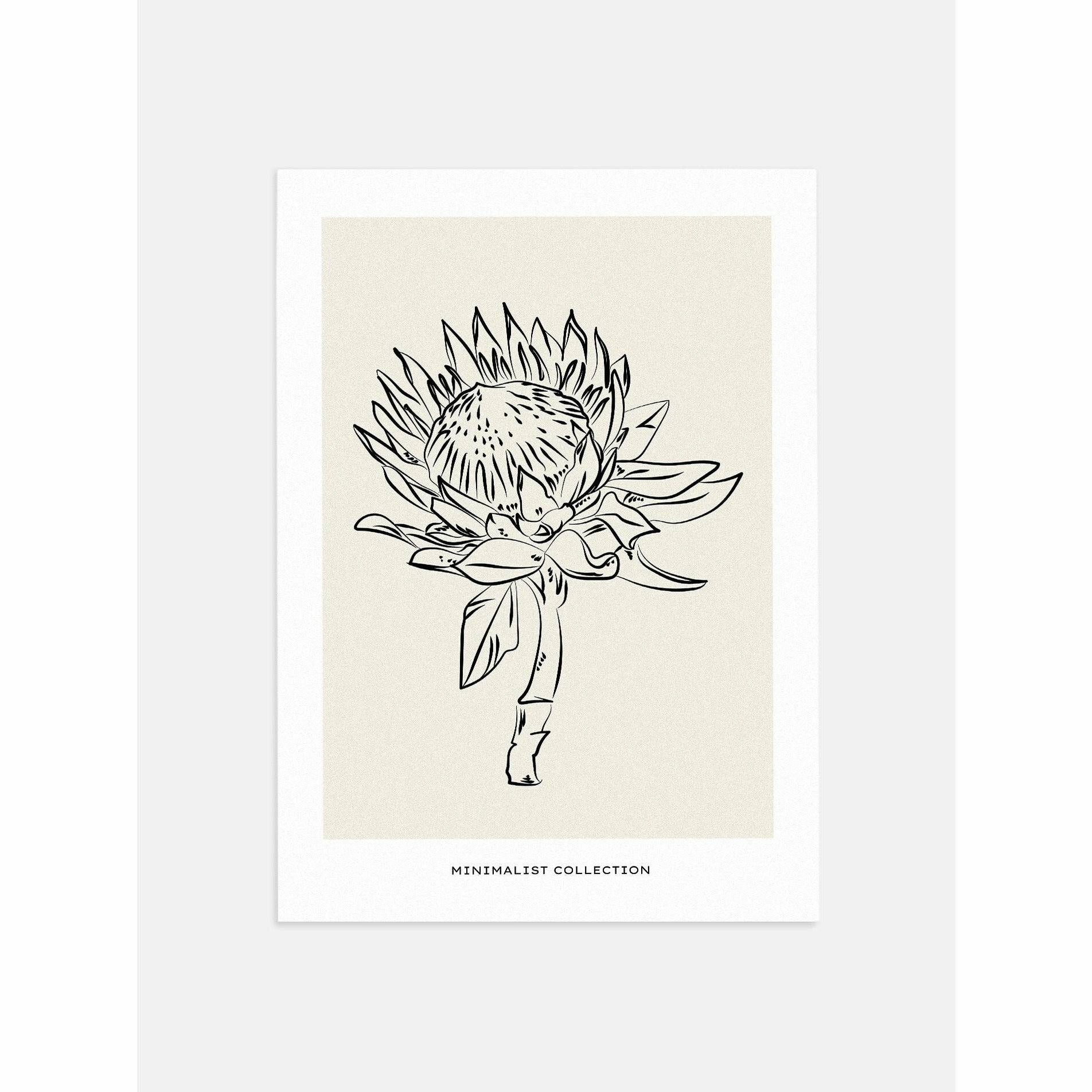 Protea Flower Line Drawing Poster