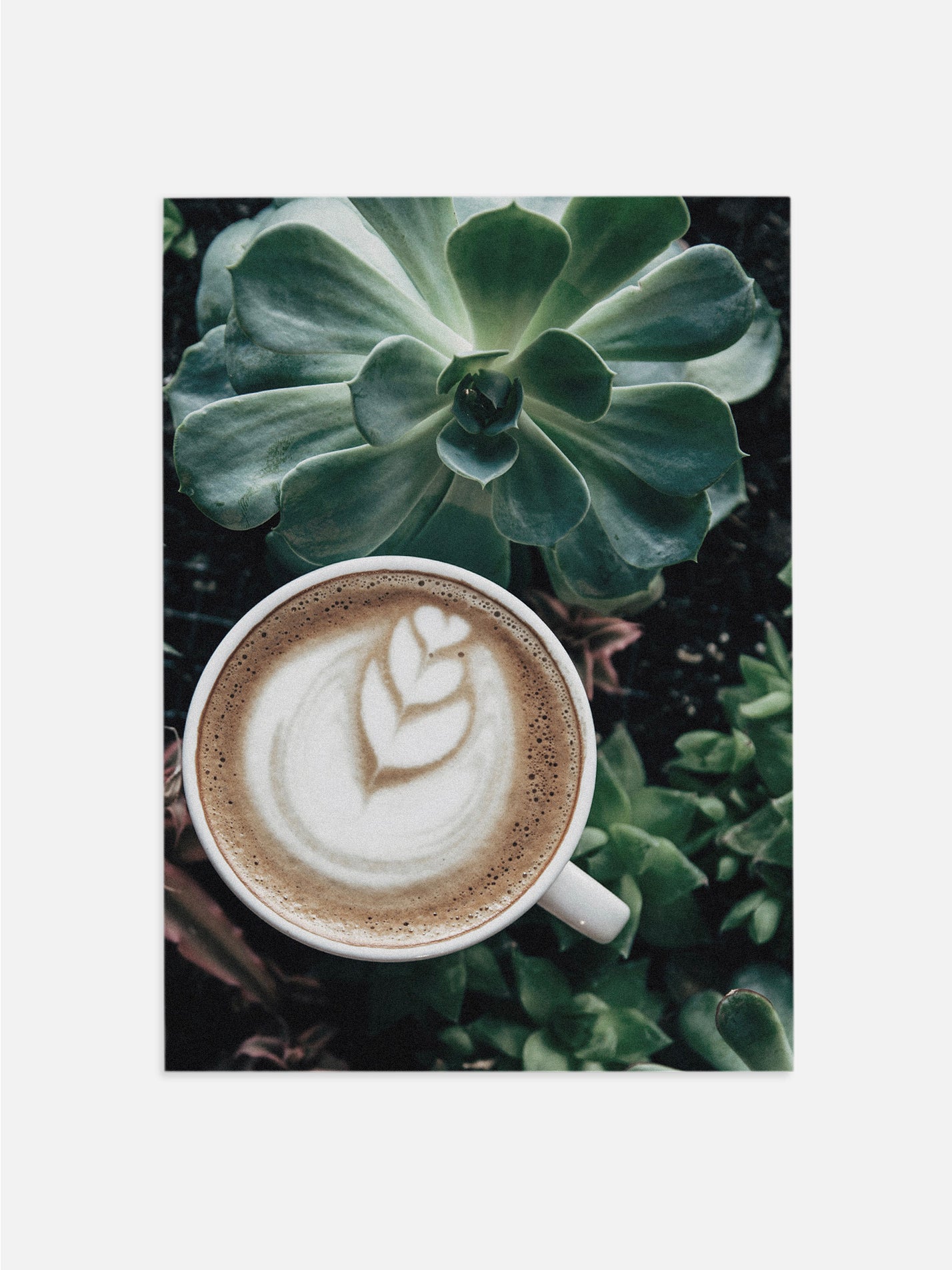 Latte & Succulent