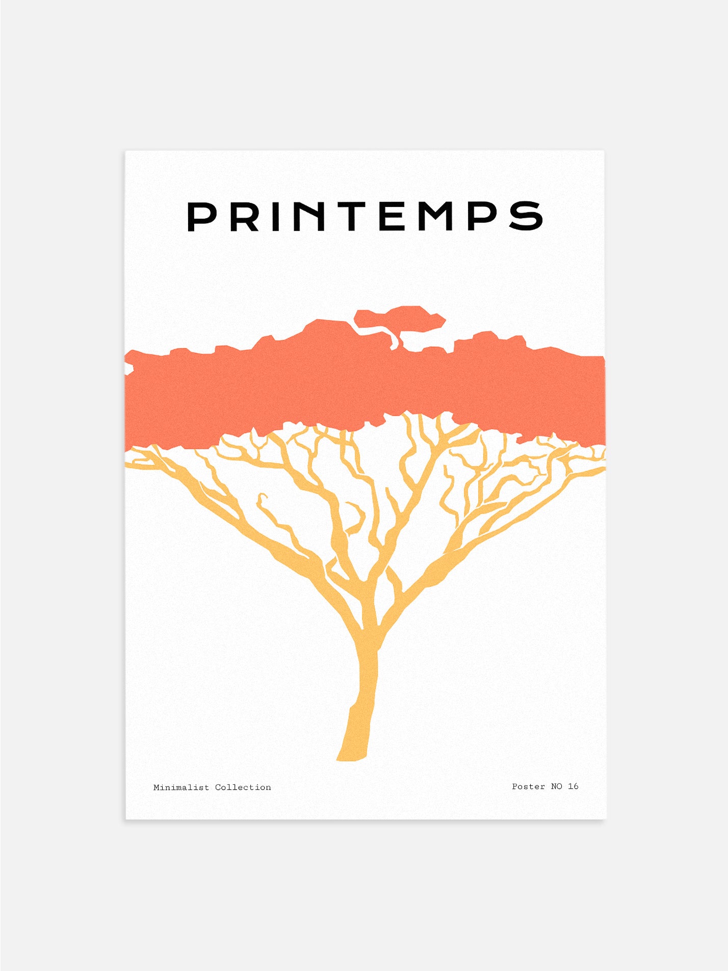 Acacia Tree Drawing