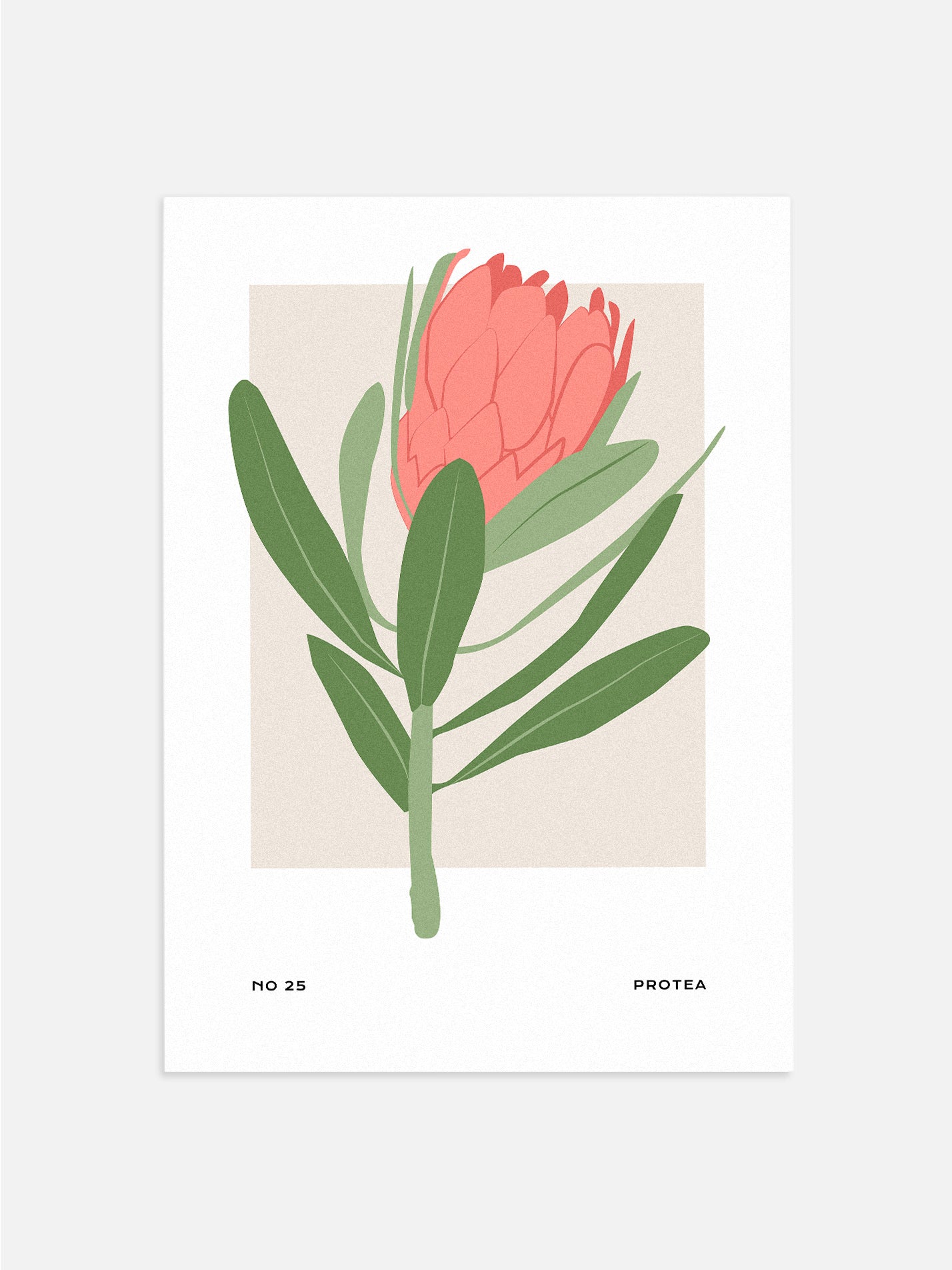 Coral Protea Print