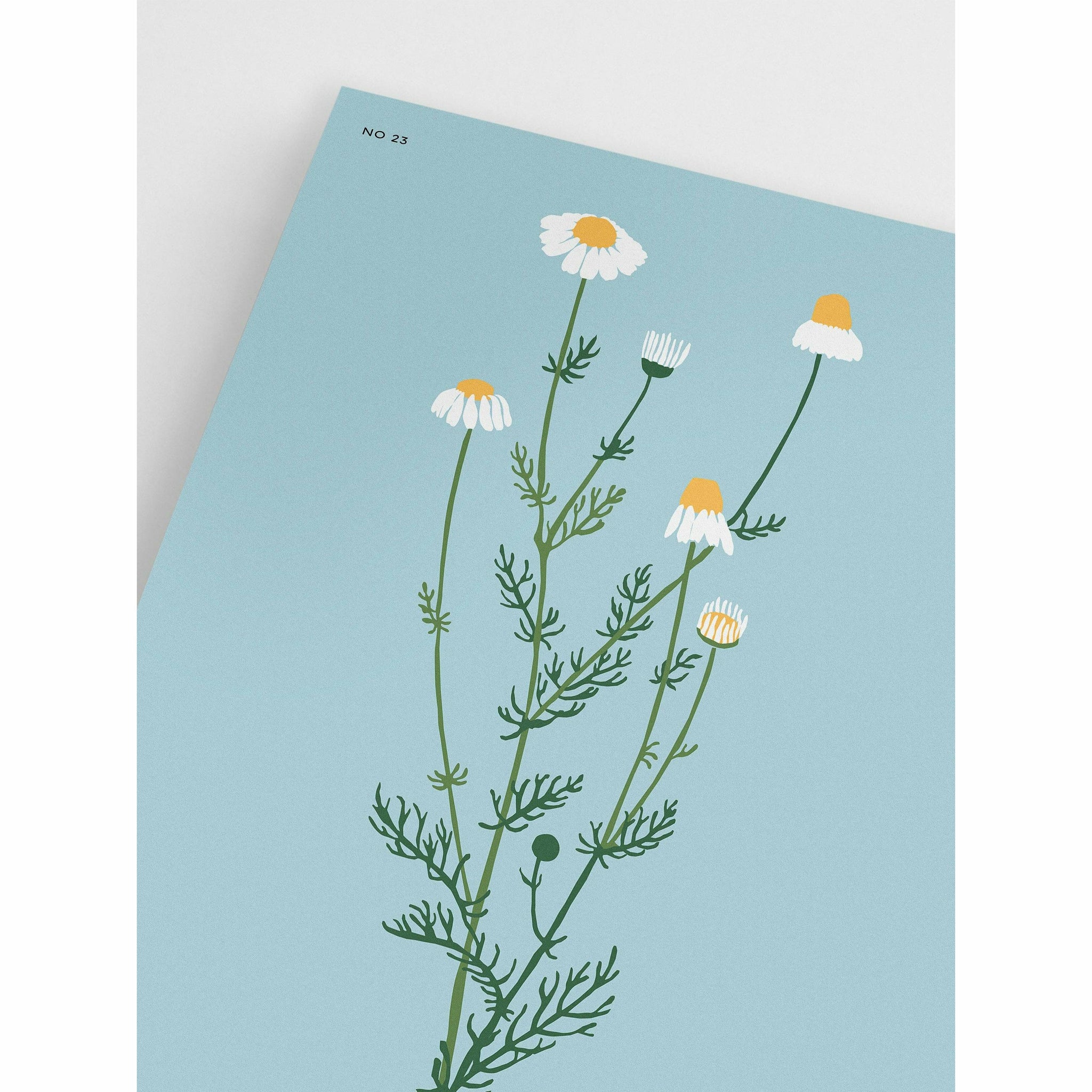 White Daisy Botanical Poster