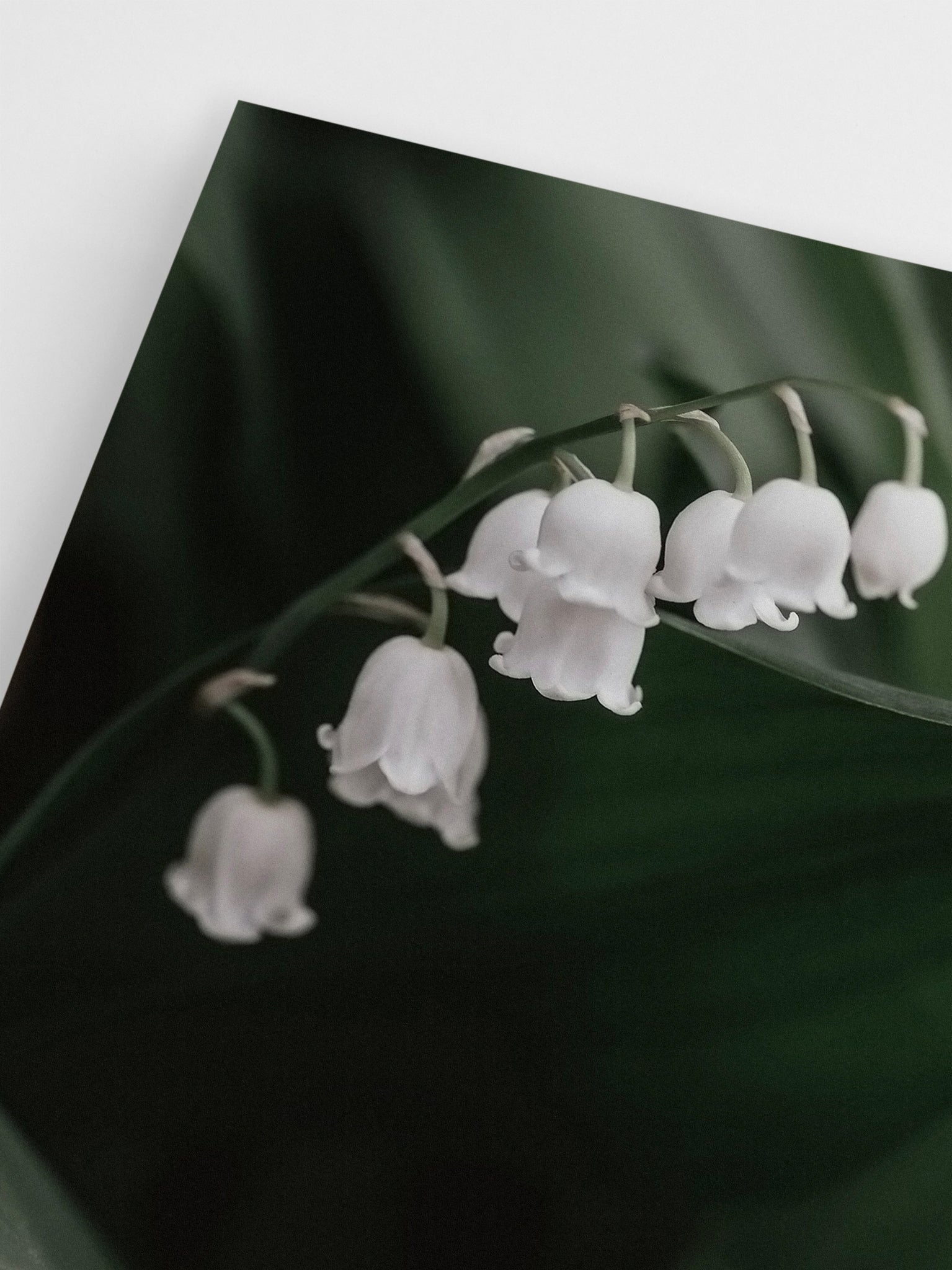 White Lily of the Valley  wall art