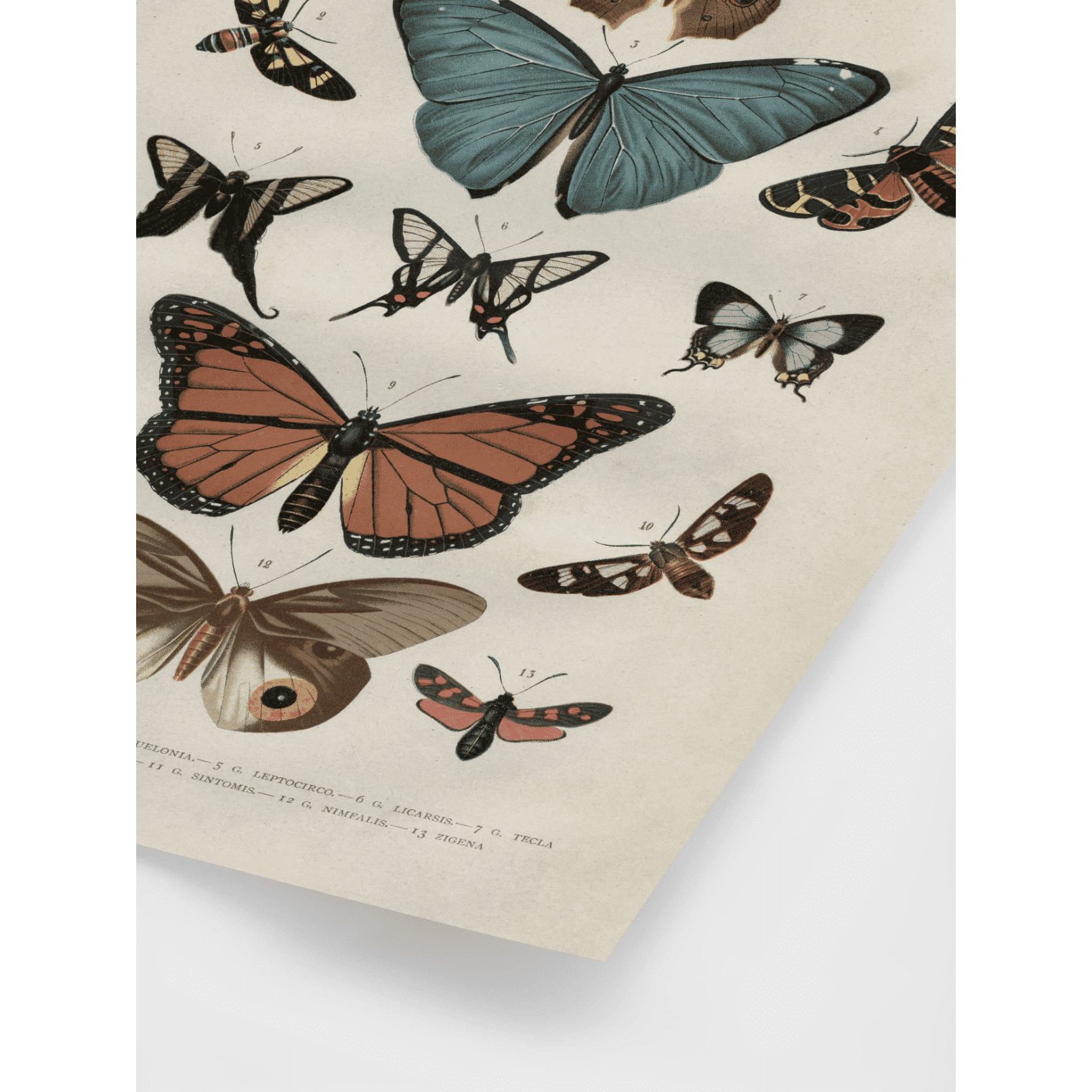 Vintage Butterflies Poster